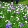 雨の小石川後楽園への旅③『花菖蒲田』