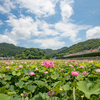 ヤマサ蒲鉾の蓮の花