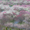 三重県いなべ市の「梅林公園」で絶景梅林を見てきた