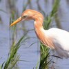 アマサギと灰色チュウサギ
