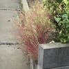 箒木
