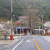 雨に煙る桜