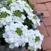 ＊バーベナと白い花＆開花中のボイセンベリー♪＊