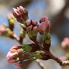 今年は桜の開花が遅れています「船橋市：海老川」