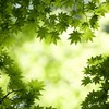  『カエデの葉』
