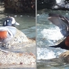 高萩海岸の鳥たち