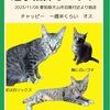 猫、探しています🐾