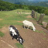 秩父高原牧場の山羊さんたち