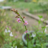 次の花