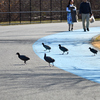 新横浜公園の野鳥たち  "トラフズク" "ミコアイサ" "ノスリ"  など…　　野鳥撮影《第200回目》