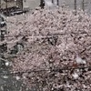 桜隠し