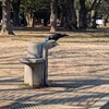 カラス関連の趣味とカラスグッズ
