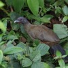 ワキアカヒメシャッケイ(Rufous-vented Chachalaca)