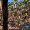 タイ国無農薬バナナ生産者からのお礼と報告