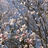 Photo No.2249 / クリニック通院日