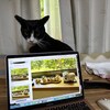 くろちゃんがピカチュウに見える現象って