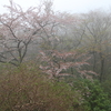 春山の霧