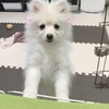 子犬のおやつ♡4ヶ月半のポメ