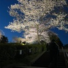 夜桜まじでええな