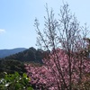 陽光桜が咲き始め