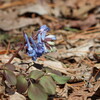 早春のお花見（4月12日）