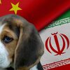 独占記事：米国の納税者は今もなお、イランと中国の研究所での動物実験に資金提供している