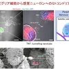 グリアからニューロンへのミトコンドリア移送という驚きの末梢神経保護の仕組み―神経障害性疼痛の機序に迫る―