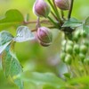 ＮＨＫスペシャル「足元の小宇宙〜生命を見つめる植物写真家〜」