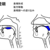 嚥下内視鏡による誤嚥しているかどうかの評価(高齢者の誤嚥性肺炎を防ぐために