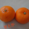 せとか🍊