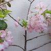ベランダ植栽　　～桜～