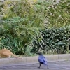 子猫がカラスの大群に襲われ必死て戦う