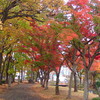 続・紅葉の季節