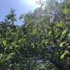 立夏。もう夏のような、まだ夏でないような。