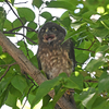アオバズクのヒナが二羽巣立ち