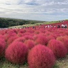 「ひたちなか海浜公園」この季節は「コキア」でまっ赤に染まる！