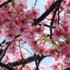 【撮影記】河津桜～2025