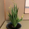 初！日曜日の茶室当番🍵他