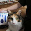 二股アピール