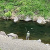 5月11日(日)秩父フライフィールドの河川情報