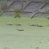 感染拡大の中、こっそり鳥に会いに行きました。