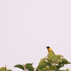 ズグロコウライウグイス Black-hooded Oriole