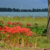 湖北の彼岸花その２（高島市今津浜）