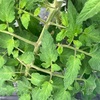 野菜の色んな葉っぱ