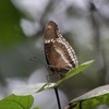 シンガポールの昆虫