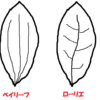 ローリエと月桂樹の葉とベイリーフの違いは？？