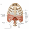 呼吸と肋骨☆