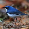 関西（兵庫/神戸・大阪）で撮影できるかもしれない珍鳥（２）。写真はZooPickerから。