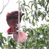 ベニフウチョウ Red Bird of Paradise 4