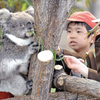 天王寺動物園のコアラ英国に貸与へ   日高川町のユーカリ提供３３年間で幕　〈2019年9月27日〉
